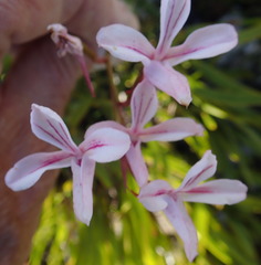 Disa gladioliflora gladioliflora