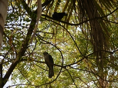 Eudynamys scolopaceus