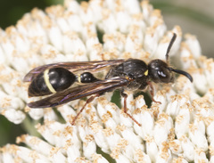 Australozethus tasmaniensis