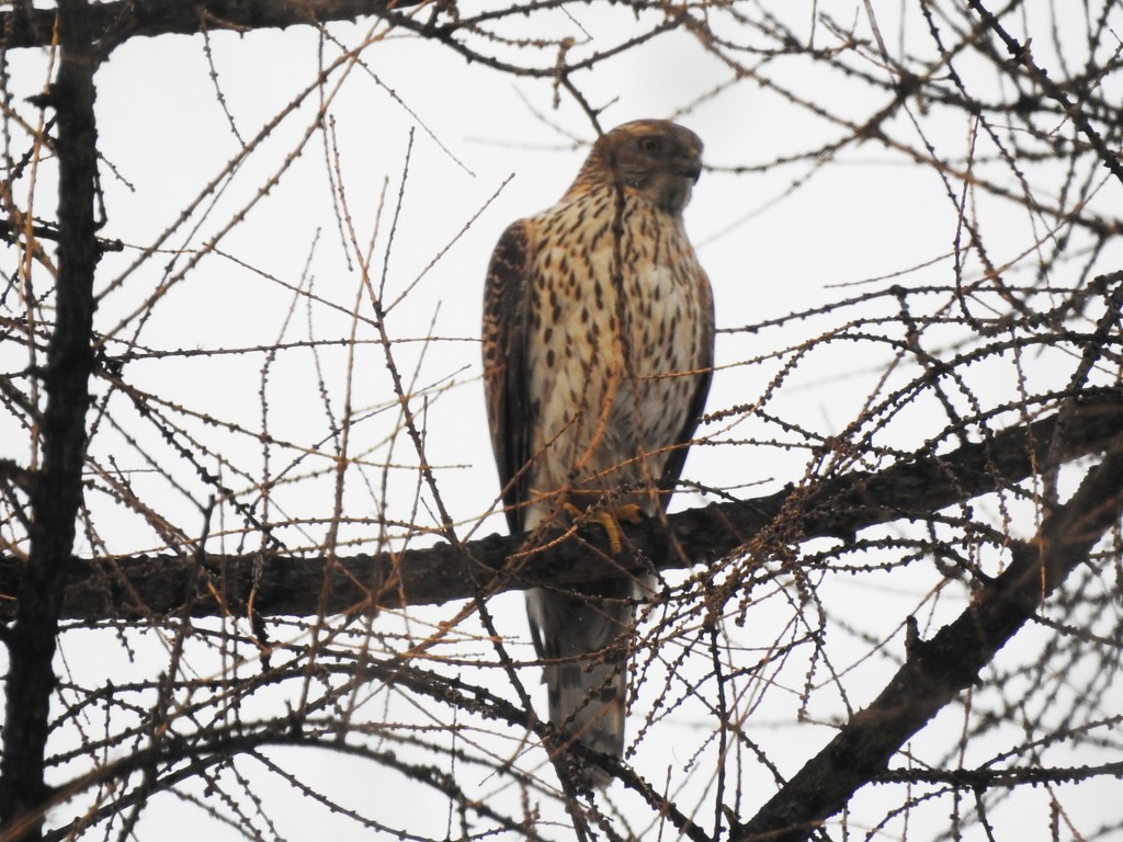 Eurasian Goshawk from Центр, Екатеринбург, Свердловская обл., Россия on ...