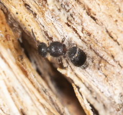 Ephutomorpha cordatiformis