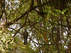 Eudynamys scolopaceus