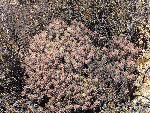 Image of Euphorbia nesemannii by (c) Shaun Swanepoel, some rights reserved (CC BY)