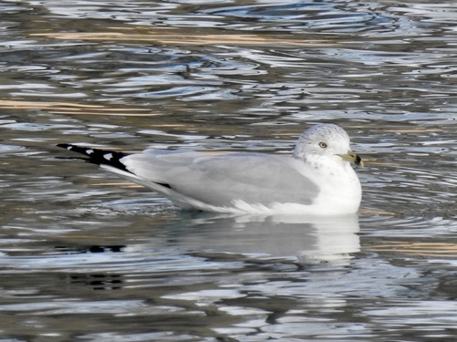 Ring-billed Gull photographed in New Mexico