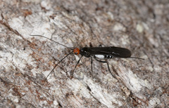 Callibracon capitator