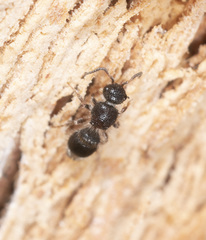 Ephutomorpha cordatiformis