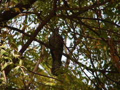 Eudynamys scolopaceus