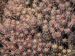 Euphorbia nesemannii