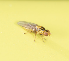 Chloromerus striatifrons