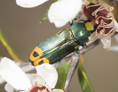 Castiarina ocelligera