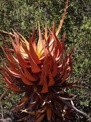 Aloe microstigma microstigma