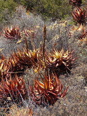 Aloe microstigma microstigma