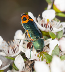 Castiarina ocelligera