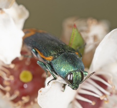 Castiarina ocelligera