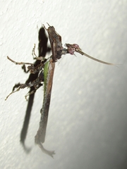 Stenophylla cornigera