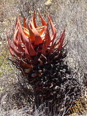 Aloe microstigma microstigma