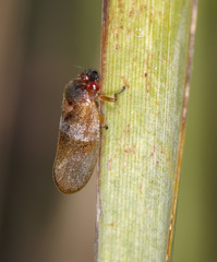 Eoscarta deprivata