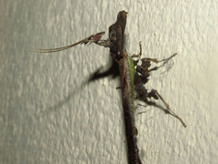 Stenophylla cornigera