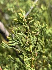 Widdringtonia nodiflora