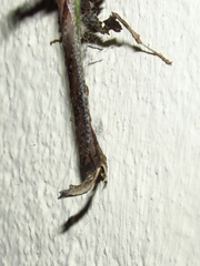 Stenophylla cornigera