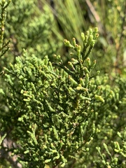 Widdringtonia nodiflora