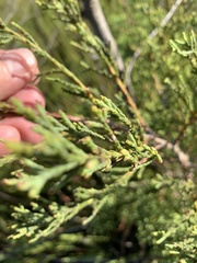 Widdringtonia nodiflora