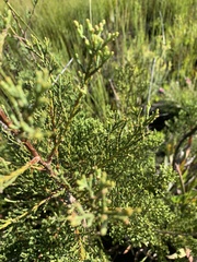 Widdringtonia nodiflora