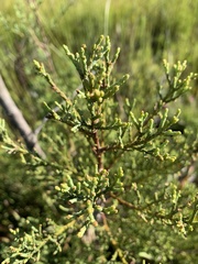 Widdringtonia nodiflora