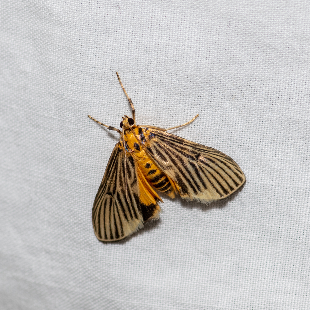 Tyspanodes metachrysialis