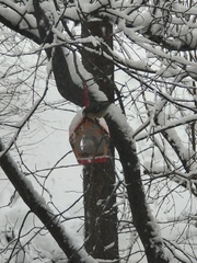 Parus major