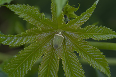 Nezara viridula