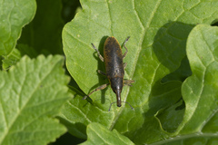 Lixus pulverulentus