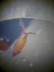 Drosophila immigrans