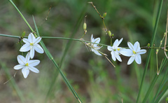 Chlorophytum galpinii