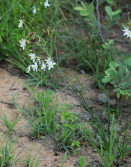 Chlorophytum galpinii
