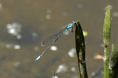 Acanthagrion lancea