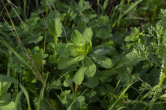 Euphorbia helioscopia