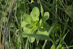Euphorbia helioscopia