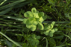 Euphorbia helioscopia