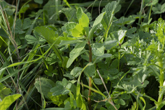 Euphorbia helioscopia