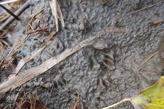 Myocastor coypus