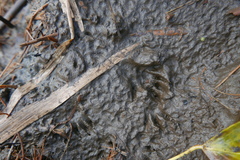 Myocastor coypus