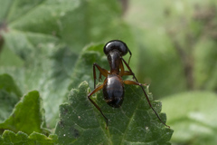 Camponotus sanctus