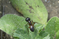 Camponotus sanctus