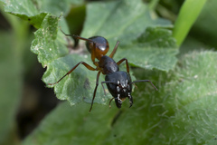 Camponotus sanctus
