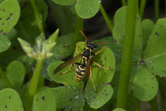 Polistes nimpha
