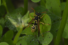 Polistes nimpha