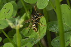 Polistes nimpha