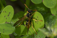 Polistes nimpha