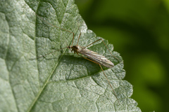 Tipuloidea